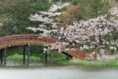 称名寺の桜