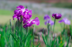 皇居東御苑 二の丸庭園 の菖蒲