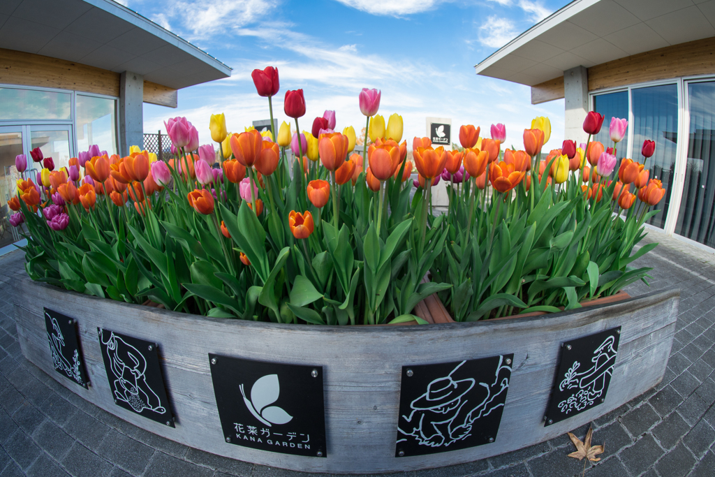 花菜ガーデン　チューリップ