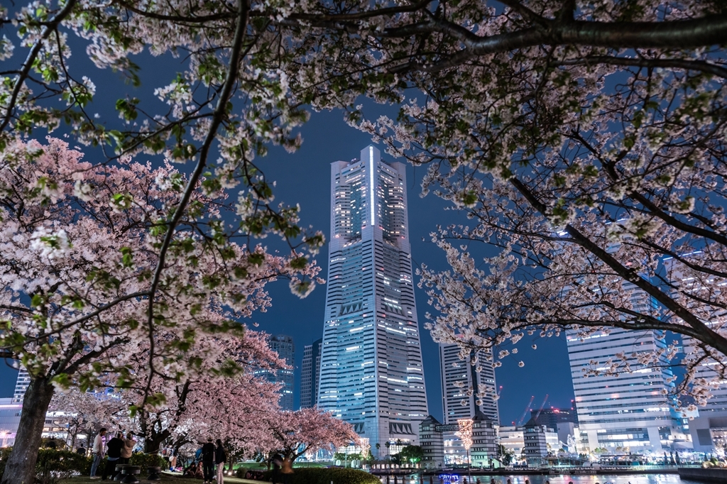 汽車道の桜