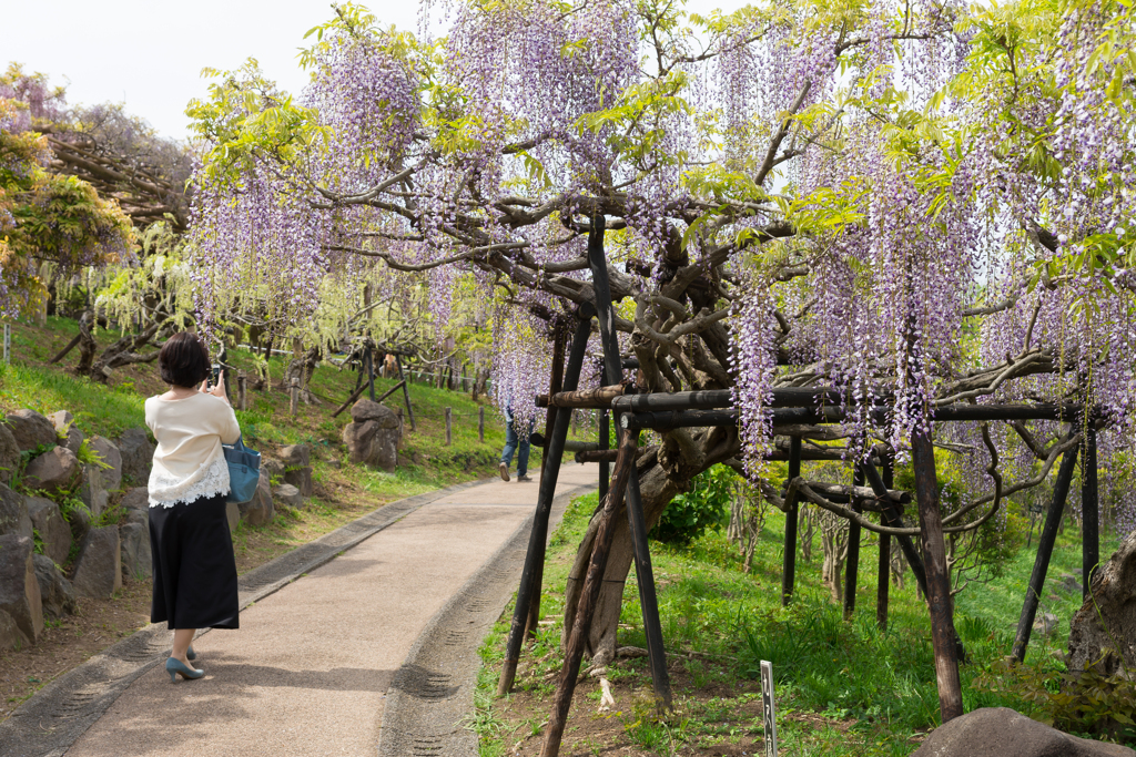 横須賀しょうぶ園