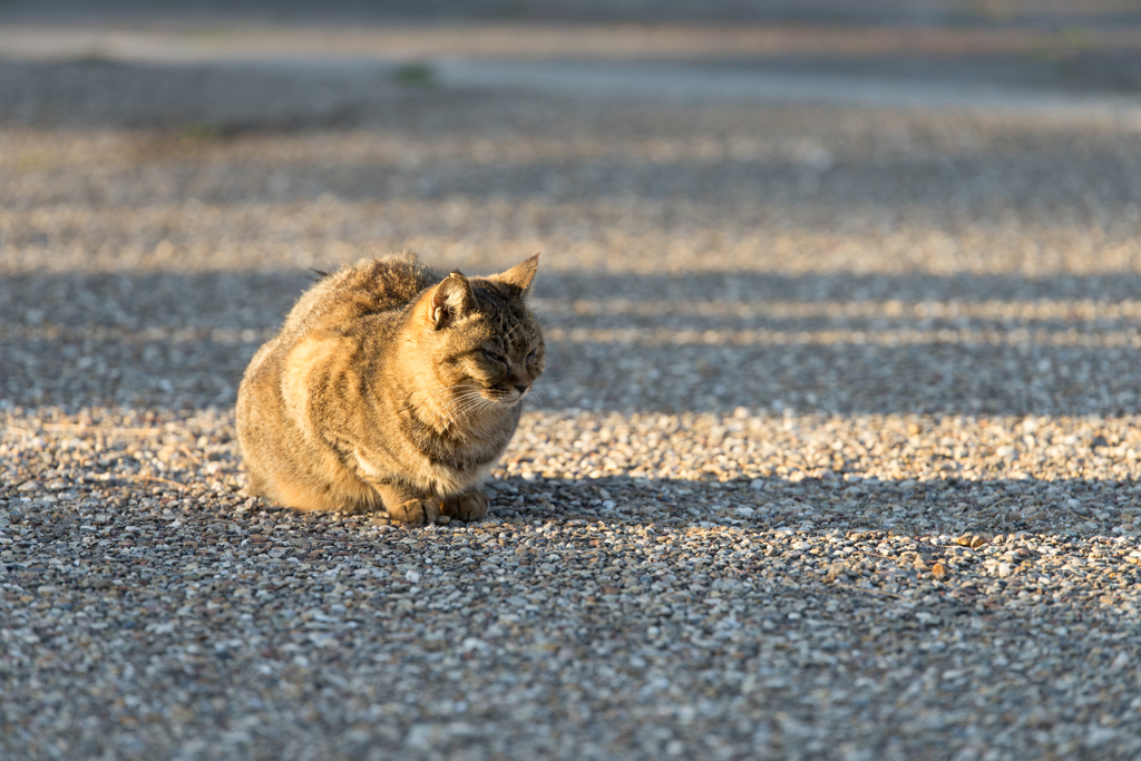 光明寺の猫