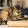 葉山の猫