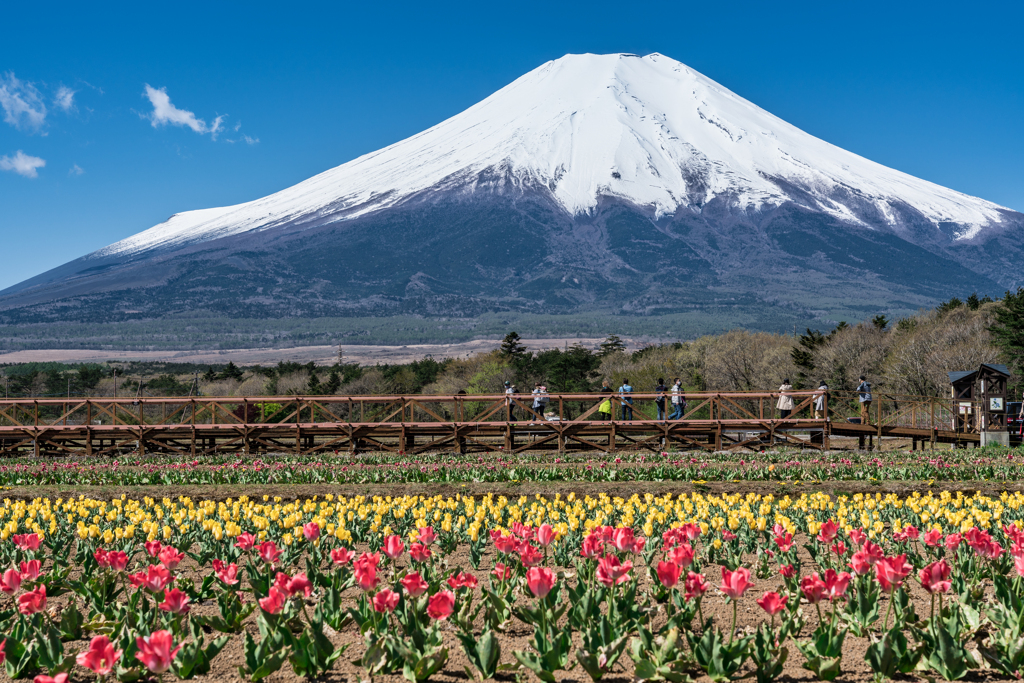 山中湖　花の都公園