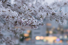 STFで撮る桜