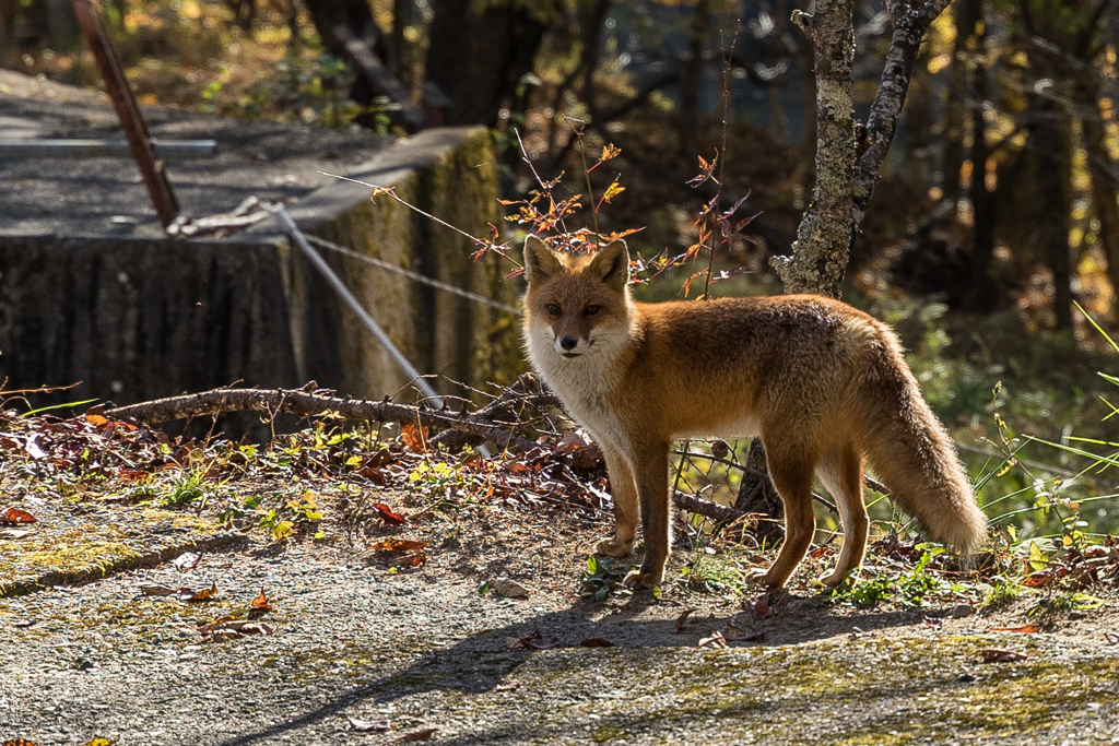 西沢渓谷で見た狐