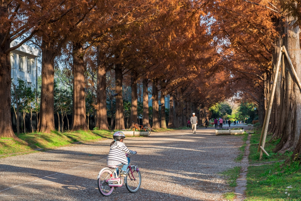 平塚総合公園メタセコイア