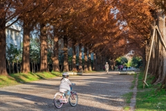 平塚総合公園メタセコイア
