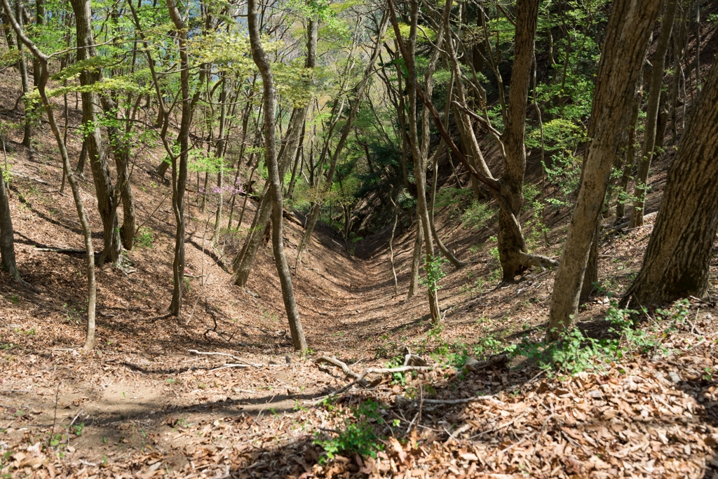 本栖湖展望台登山道