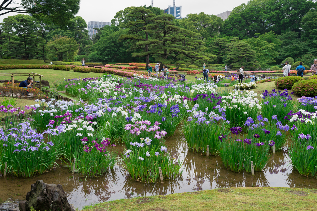 皇居 二の丸庭園の菖蒲 By Momoken819 Id 写真共有サイト Photohito
