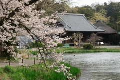 称名寺の桜