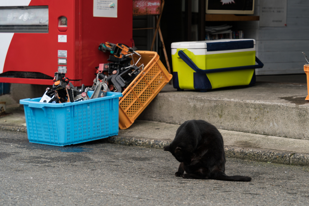 真名瀬漁港の猫