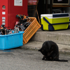 真名瀬漁港の猫