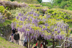 横須賀しょうぶ園