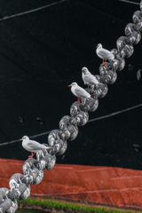 氷川丸　カモメ