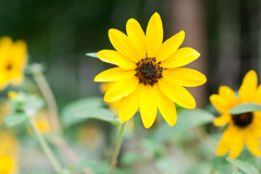 α700 横浜スナップ