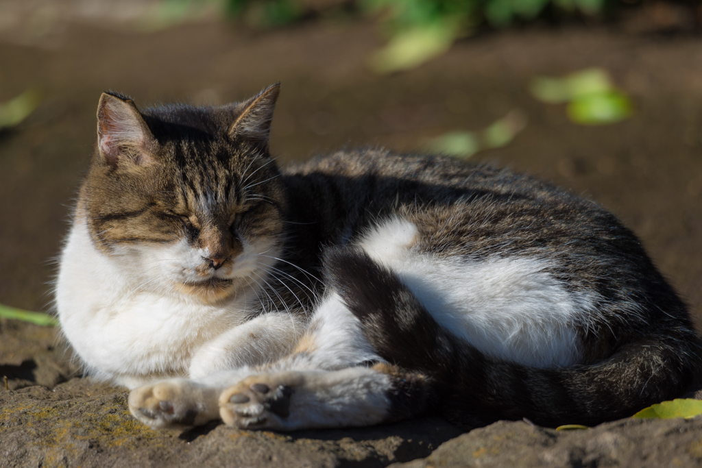 平塚総合公園の猫