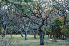 葉山しおさい公園