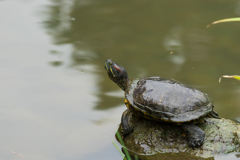 彼岸花の季節　称名寺