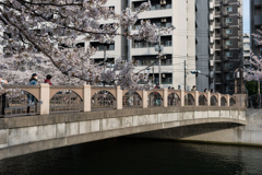 大岡川の桜