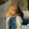 葉山の猫