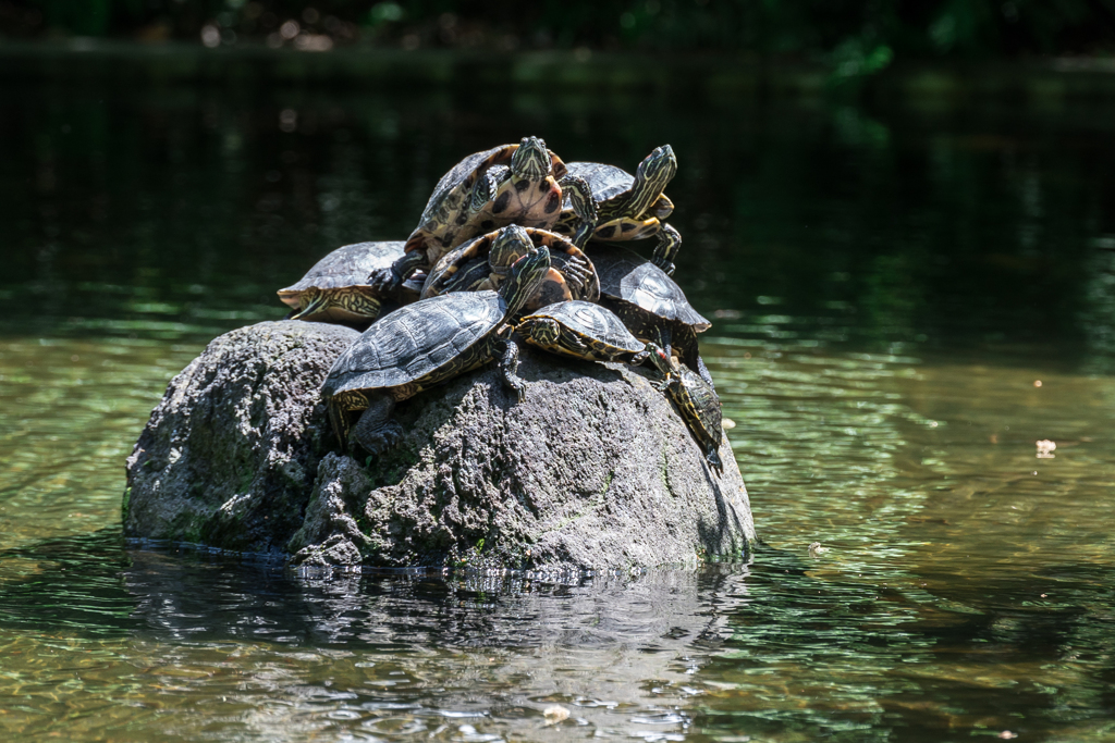 春の横浜スナップ