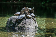 春の横浜スナップ