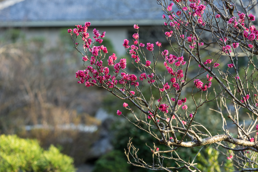 葉山しおさい公園