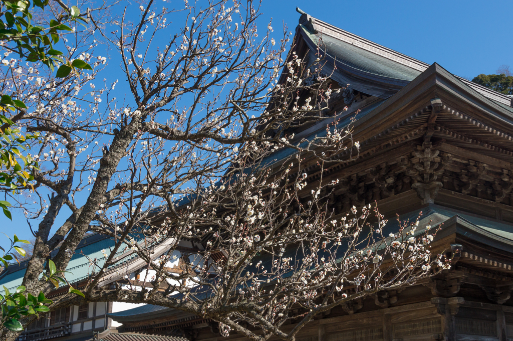 鎌倉　建長寺