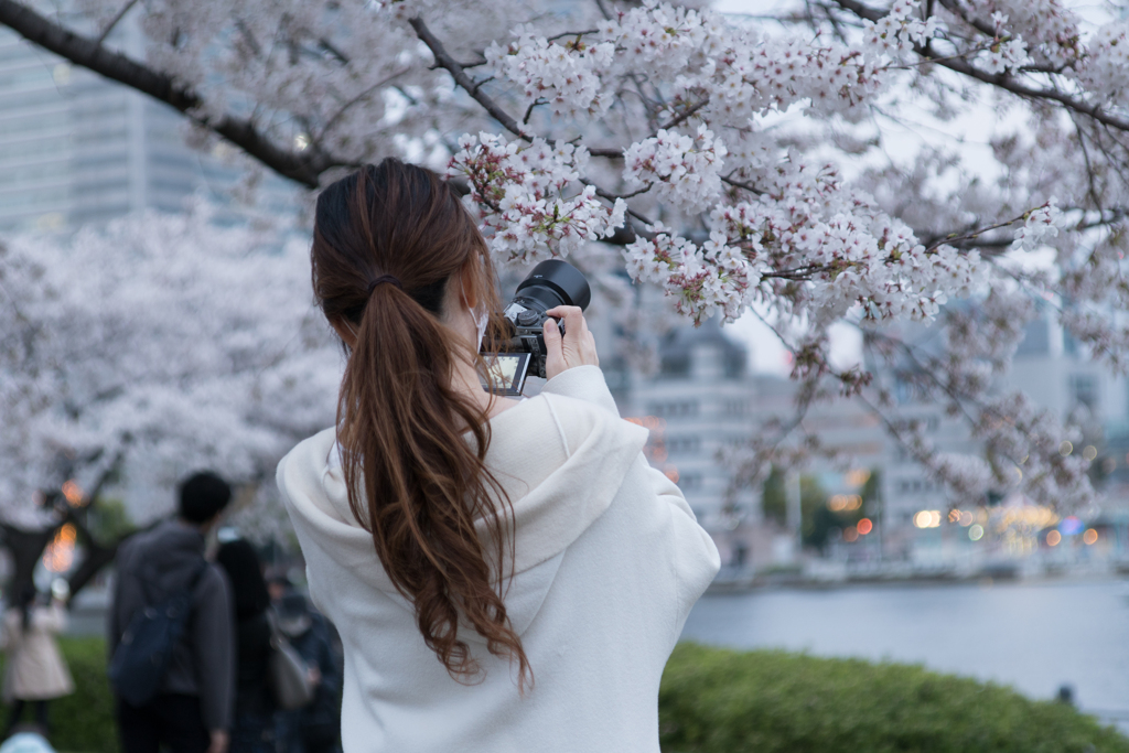汽車道の桜