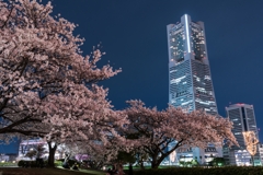 汽車道の桜