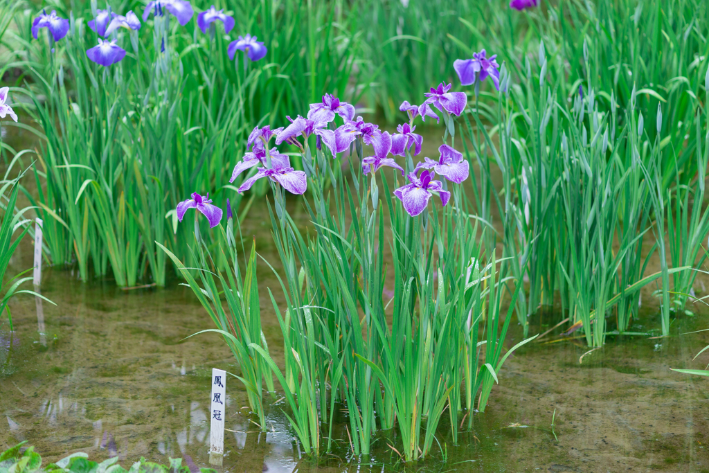 皇居　二の丸庭園の菖蒲 100マクロ