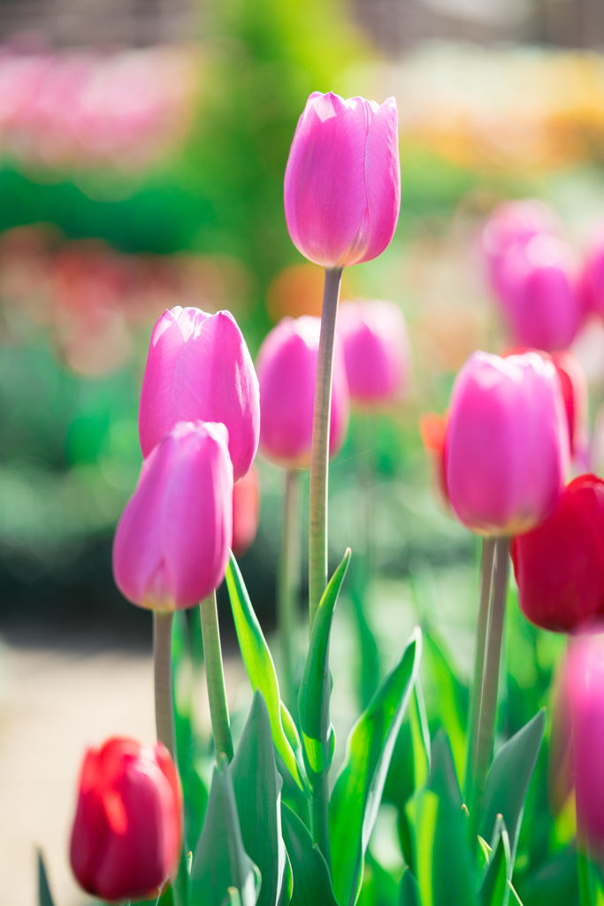 花菜ガーデン・アイスチューリップ FE90mm