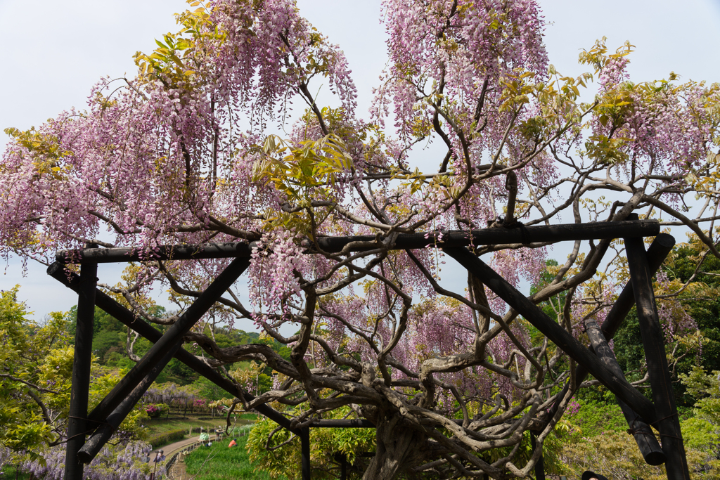 横須賀しょうぶ園