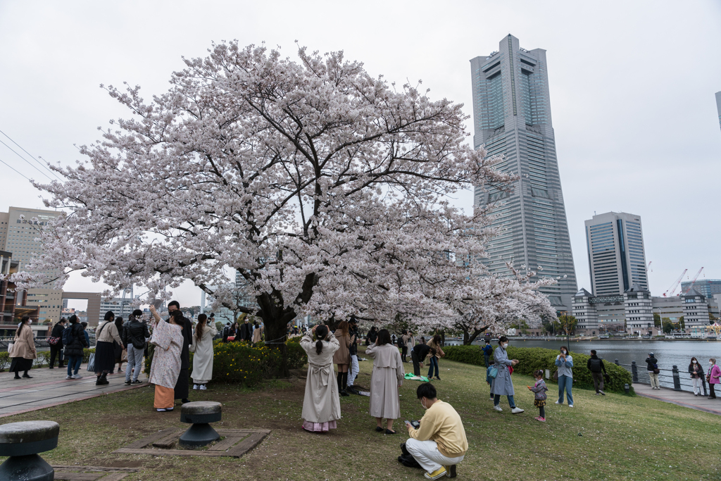 汽車道の桜