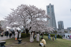 汽車道の桜