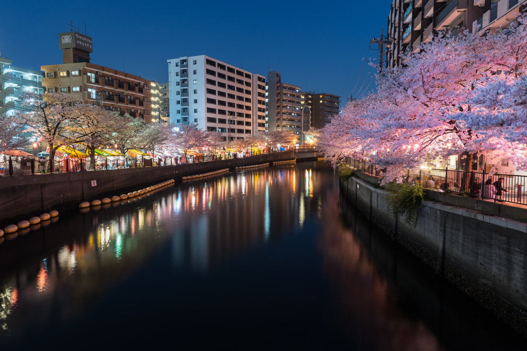 2018/03/28大岡川の桜