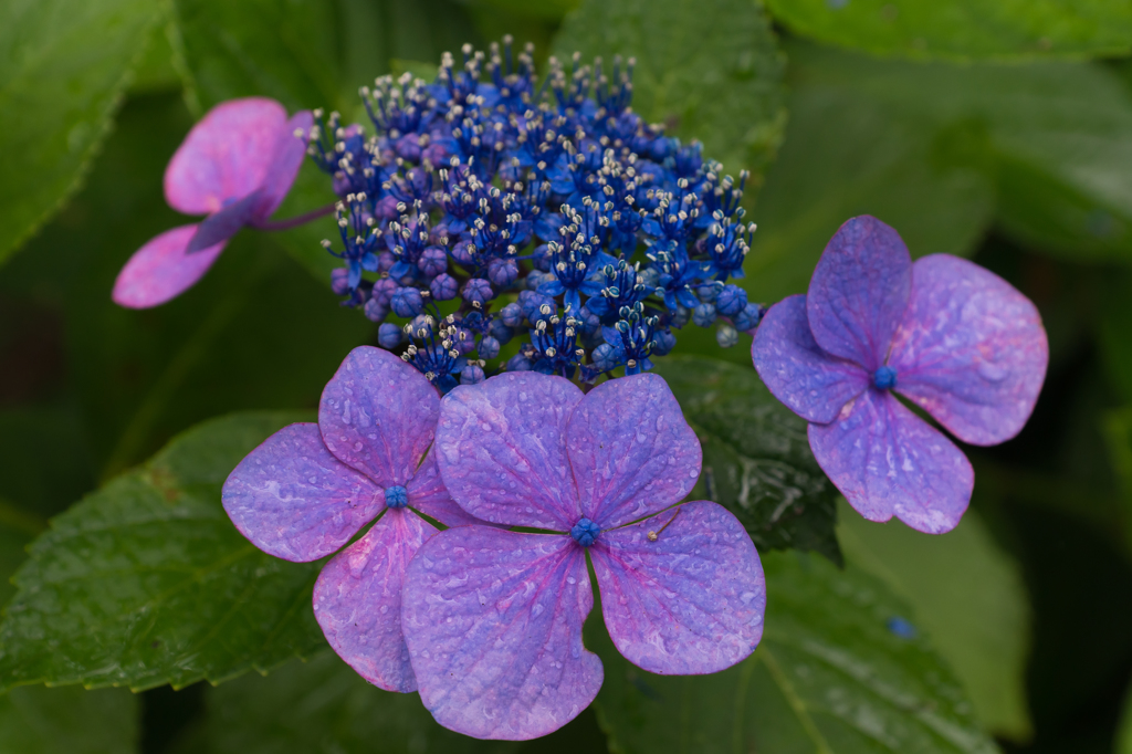 2015-06-22 八景島紫陽花祭り #26