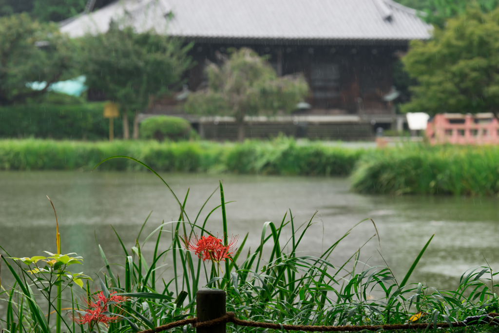 彼岸花の季節　称名寺