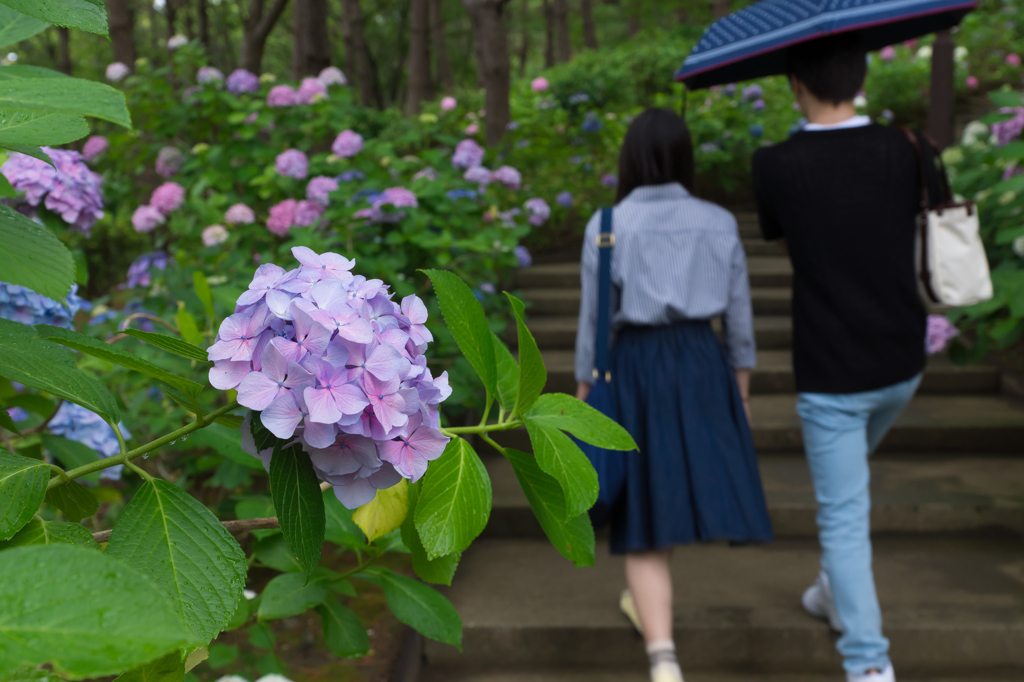 八景島 2015-06-21 blog #10