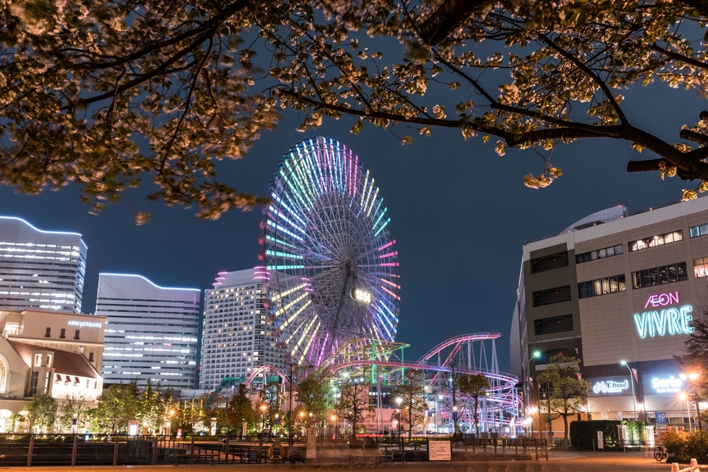 汽車道の桜