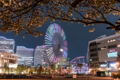 汽車道の桜