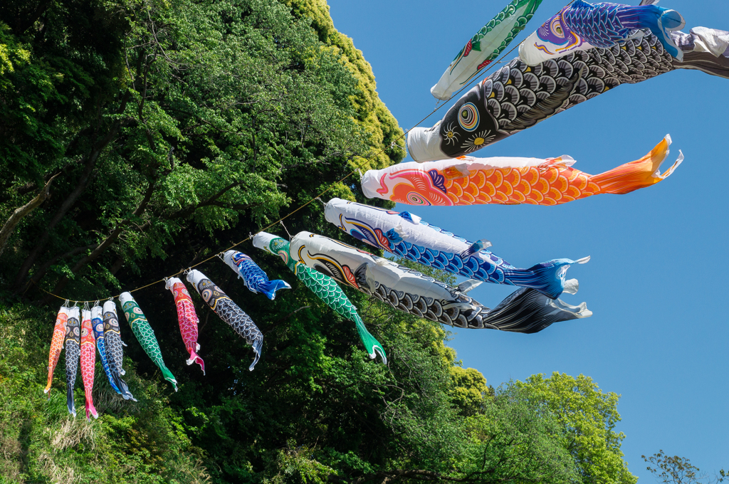 鯉のぼり