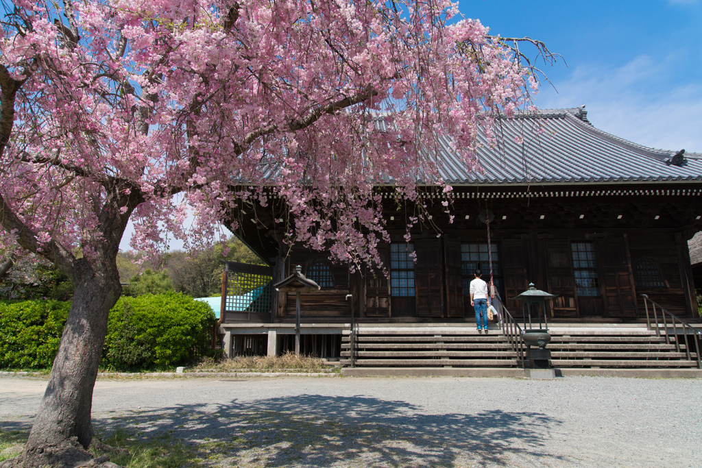 称名寺　2017春