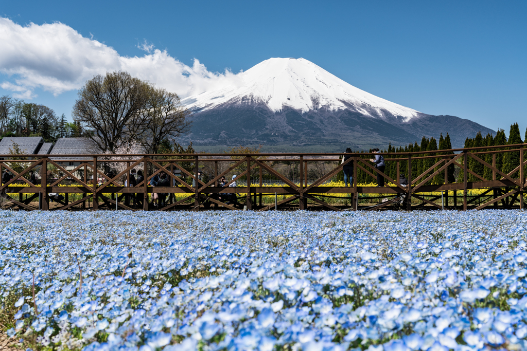 山中湖　花の都公園