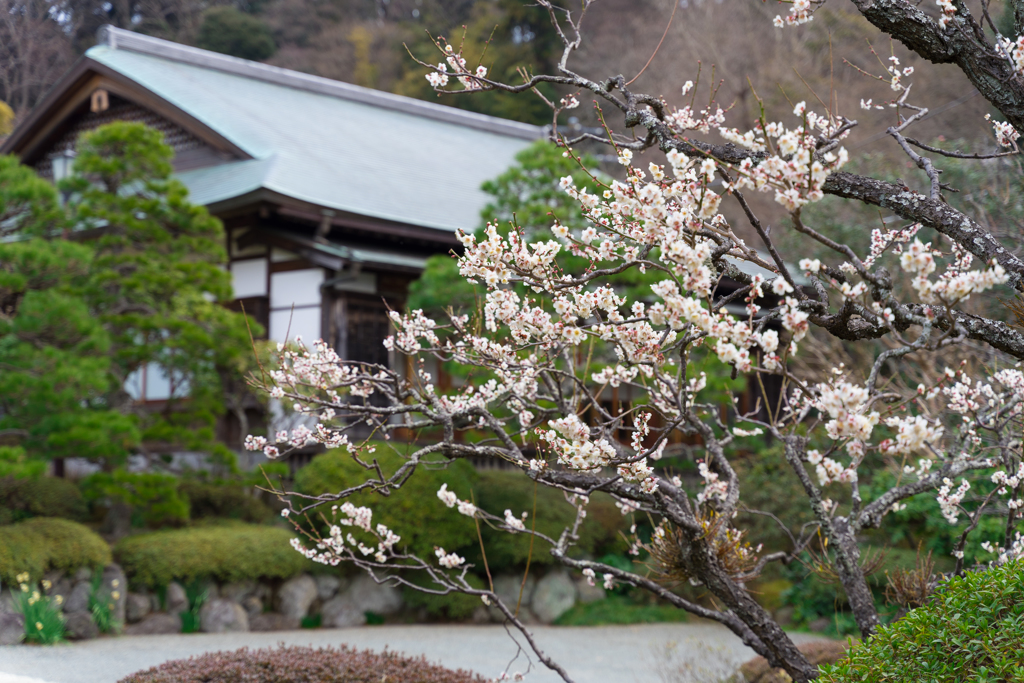 鎌倉・浄妙寺