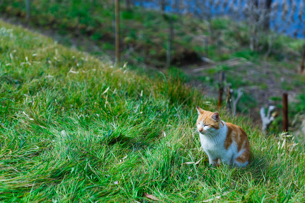 小松ヶ池の猫