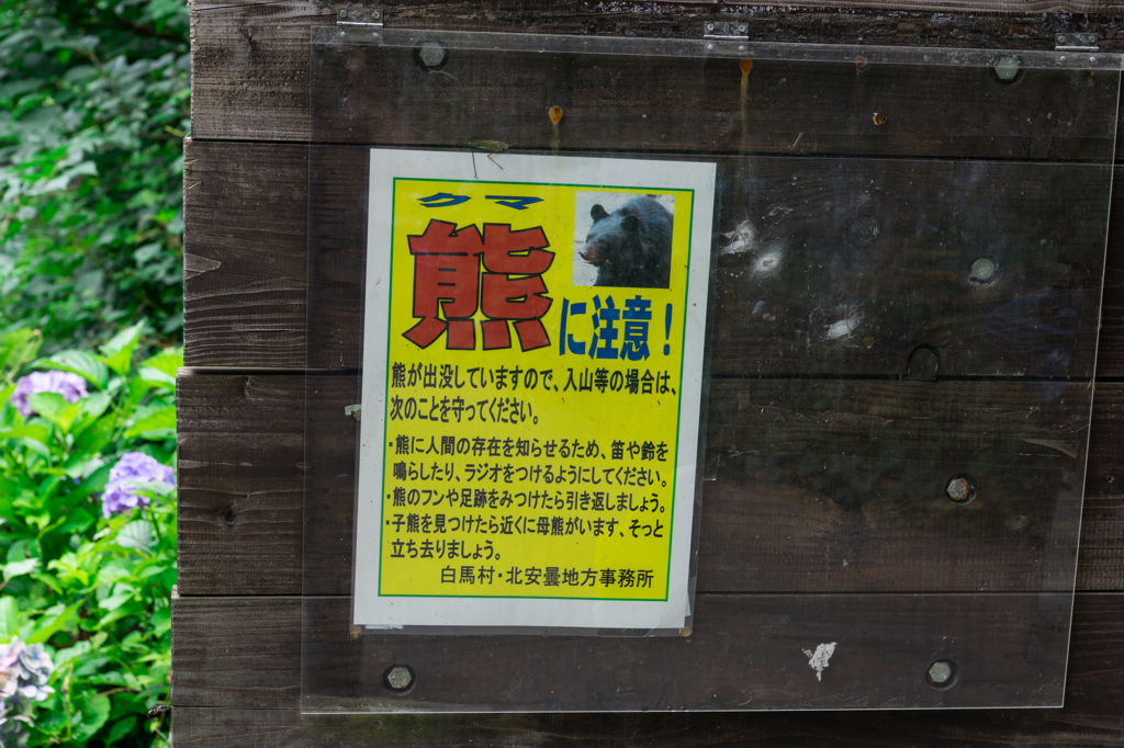熊に注意