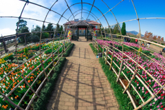 花菜ガーデン　チューリップ