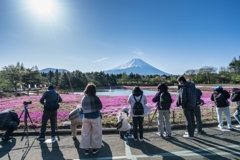 富士芝桜まつり2021